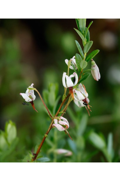 Vaccinium macrocarpon Early Black цветы